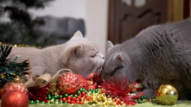 クリスマスの装飾とクリスマスのおもちゃで遊ぶ2つの遊び心のある猫 ボール フラッフィーグレーのイギリスの猫は床にガーランドを嗅ぎます サイドビュー クリスマスカラフルな背景 ペットゲーム 2025年 アメリカ合衆国 — ストック動画