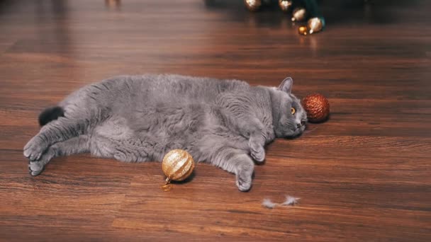 Porträt Graue Schottische Katze Liegt Mit Weihnachtskugeln Zimmer Auf Dem — Stockvideo