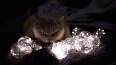 Playful Pofuduk Kedi Karanlık Oda 'da Parlayan Dekoratif Ampullerle Oynuyor. Kapatın. Noel ışıklarının sıcacık çelengi. Karanlık arka plan. İçeride. Yeni yıl. Evcil hayvanlar. İyi akşamlar. Sıcak atmosfer.