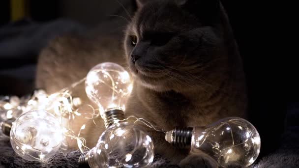 暗い部屋の猫の背景に輝く装飾的な光の球根が横たわっています クローズアップ ブラックバック ブロール 暖かい光でクリスマスライトのガーランド 新しい年 ペット イブニング 居心地の良い雰囲気 — ストック動画