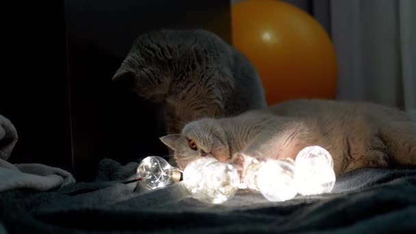 Two Large Scottish Cats Playing Christmas Bright Light Bulbs Dark — Stock Video