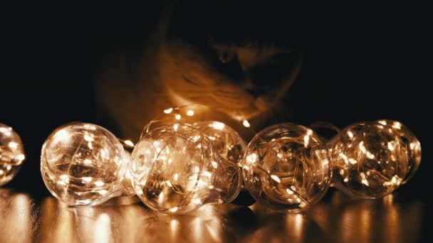 明亮的灯泡躺在黑暗房间里一只好奇的猫的背景下 靠近点有暖光的圣诞灯饰 晚上好黑色背景 舒适的气氛 — 图库视频影像