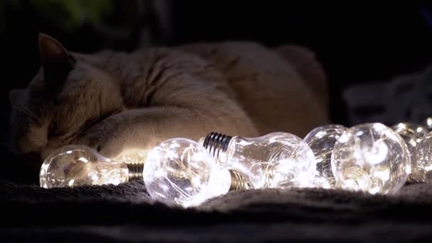 어두운 방에서 빛나는 전구와 재생하는 놀라운 푹신한 고양이 닫으세요 따뜻한 스톡 푸티지
