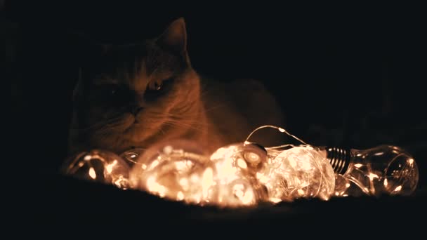 Закройте Сонный Шотландский Кот Отдыхает Яркими Рождественскими Огнями Темной Комнате — стоковое видео