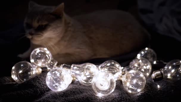 ダークルームで輝く装飾的な電球で座っている奇妙なふわふわの猫 クローズアップ 暖かい光でクリスマスライトのガーランド ダークバック インド人 新しい年 ペット イブニング 居心地の良い雰囲気 — ストック動画