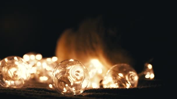 Крупним Планом Цікава Шотландська Кішка Грає Різдвяними Яскравими Вогнями Темній — стокове відео