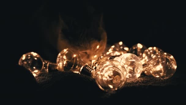 Крупным Планом Любопытный Шотландский Кот Играет Яркими Рождественскими Огнями Темной Лицензионные Стоковые Видео