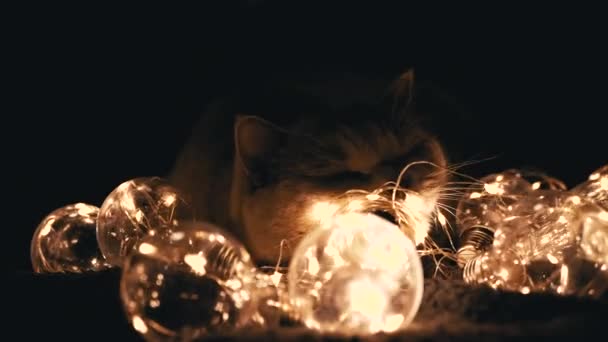 Close Gato Escocês Curioso Brincando Com Luzes Brilhantes Natal Quarto — Vídeo de Stock