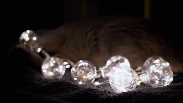 Gato Juguetón Esponjoso Jugando Con Bombillas Decorativas Brillantes Habitación Oscura — Vídeos de Stock