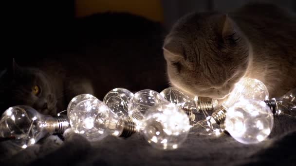 Δύο Μεγάλες Γάτες Της Σκωτίας Παίζοντας Χριστούγεννα Λαμπτήρες Φωτεινό Στο — Αρχείο Βίντεο