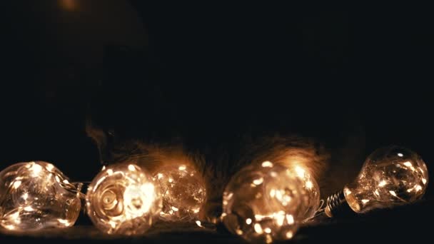 好奇的苏格兰猫在黑暗房间里玩圣诞灯火 黑暗的背景顽皮的猫舔灯泡 许多灯火通明的装饰灯泡 2024 — 图库视频影像