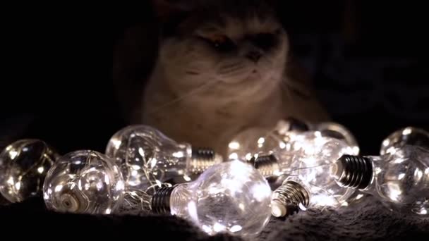 暗い部屋の猫の背景に輝く装飾的な光の球根が横たわっています クローズアップ ブラックバック ブロール 暖かい光でクリスマスライトのガーランド 新しい年 ペット イブニング 居心地の良い雰囲気 — ストック動画