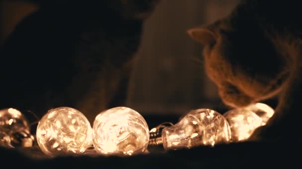 Два Великих Шотландських Коти Грають Різдвяними Яскравими Лампочками Темній Кімнаті — стокове відео