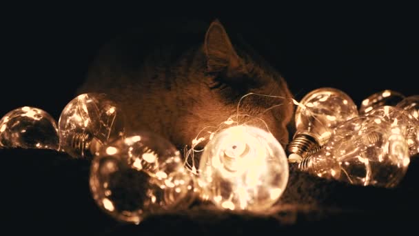 Close Gato Escocês Curioso Brincando Com Luzes Brilhantes Natal Quarto — Vídeo de Stock