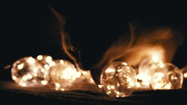 Yakından, Meraklı İskoç Kedisi Karanlık Oda 'da Noel Parlak Işıklarıyla Oynuyor. Karanlık arka plan. Şakacı bir kedi ampulü yalıyor. İçeride. Bir sürü loş ışık ve çelenkli parlak dekoratif ampul. 2024.