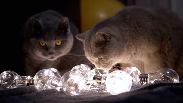 Twee Grote Schotse Katten Spelen Met Kerstmis Heldere Gloeilampen Dark — Stockvideo