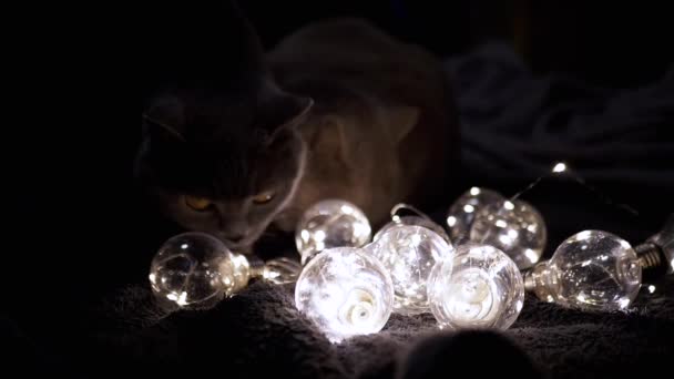 ダークルームで輝く装飾的な電球で遊ぶ遊び心のあるふわふわの猫 クローズアップ 暖かい光でクリスマスライトのガーランド ダークバック インド人 新しい年 ペット イブニング 居心地の良い雰囲気 — ストック動画