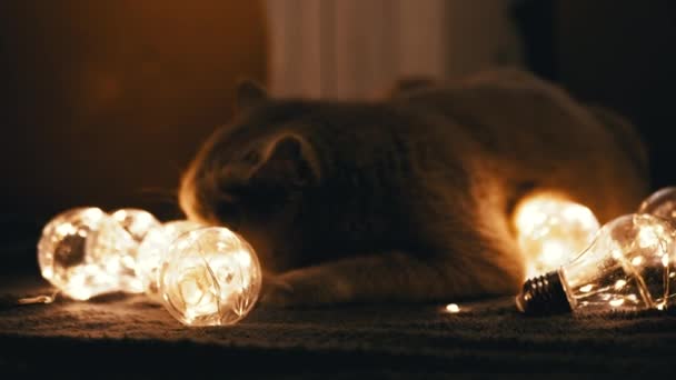 Närbild Nyfiken Skotsk Katt Leker Med Julbelysning Mörkrummet Mörk Bakgrund — Stockvideo