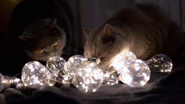 Dois Grandes Gatos Escoceses Brincando Com Lâmpadas Brilhantes Natal Quarto — Vídeo de Stock