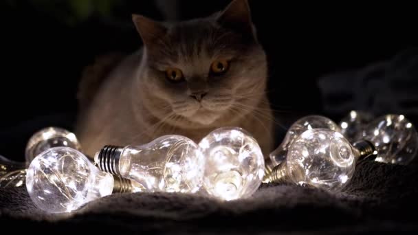 Curioso Gato Esponjoso Sentado Con Bombillas Decorativas Brillantes Habitación Oscura — Vídeo de stock