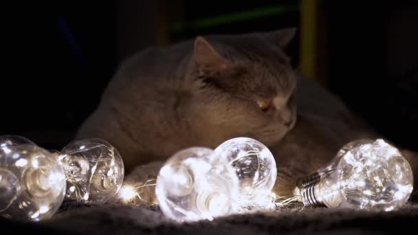 Speelse Pluizige Kat Spelen Met Gloeiende Decoratieve Gloeilampen Donkere Kamer — Stockvideo