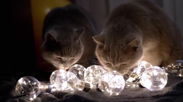 Dois Grandes Gatos Escoceses Brincando Com Lâmpadas Brilhantes Natal Quarto — Vídeo de Stock