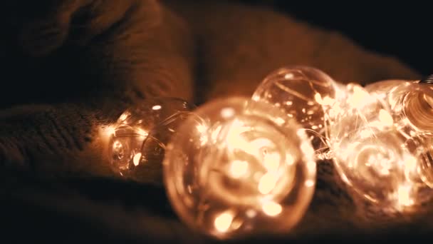Närbild Sleepy Scottish Cat Vila Med Christmas Bright Lights Dark — Stockvideo