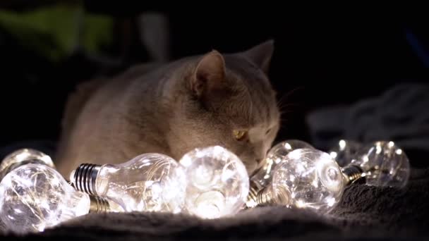 Цікавий Пухнастий Кіт Сидить Яскравими Декоративними Лампочками Темній Кімнаті Близько — стокове відео