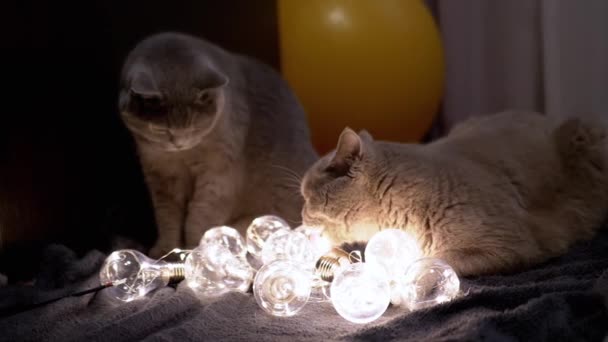 Twee Grote Schotse Katten Spelen Met Kerstmis Heldere Gloeilampen Dark — Stockvideo