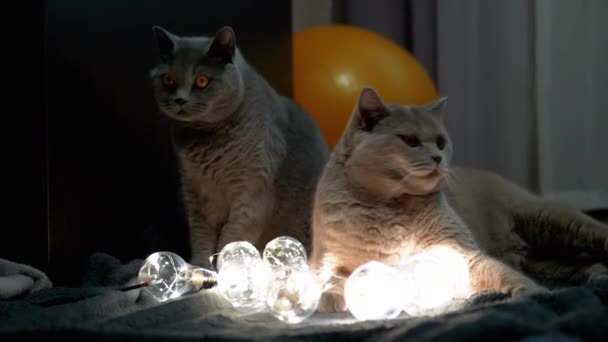 Two Large Scottish Cats Resting Christmas Bright Light Bulbs Dark — Stock Video