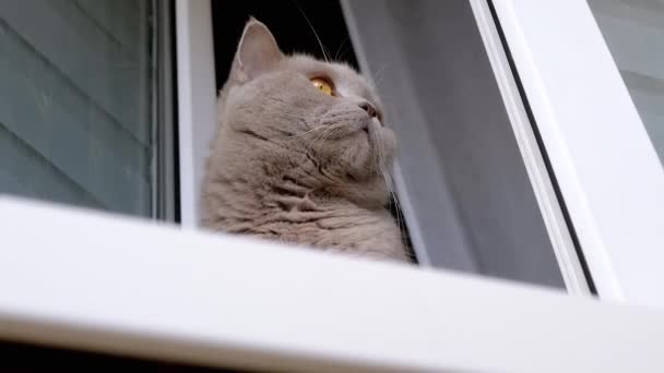 Κοντινό Πλάνο Gray Fluffy Cat Κάθεται Ένα Windowsill Κοντά Ένα — Αρχείο Βίντεο