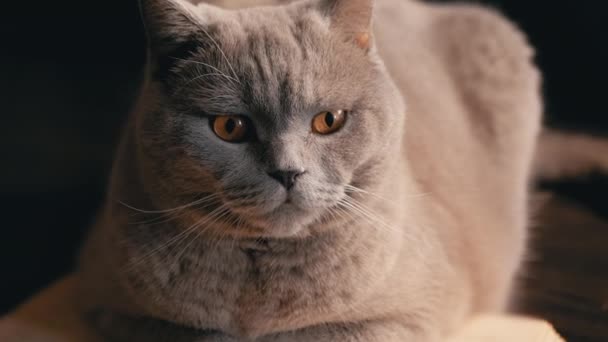 Szary Szkocki Kot Domowy Siedzi Stole Otwartą Księgą Ciemnym Pokoju — Wideo stockowe