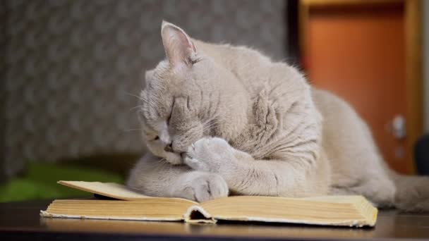 走近点 灰色家猫躺在桌上的一本书上 舔着它的爪子 孤立无援内部 漂亮的猫在洗澡 色彩艳丽 毛茸茸 纯正的苏格兰猫 绿眼睛 模糊的背景 — 图库视频影像