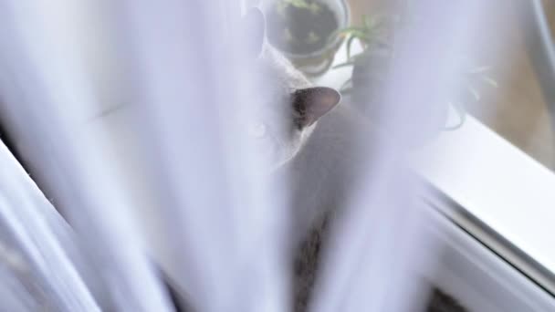 Grey British Cat Siede Dietro Una Tenda Davanzale Vicino Alla — Video Stock