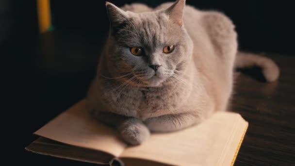 Gato Doméstico Escocés Gris Sentado Una Mesa Con Libro Abierto — Vídeos de Stock
