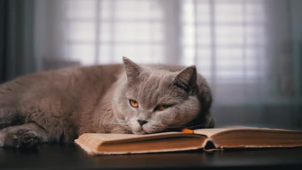 스코틀랜드 고양이는 어두운 책이있는 테이블에 클로즈업 고립됐어 초상화 똑똑한 푹신한 — 비디오