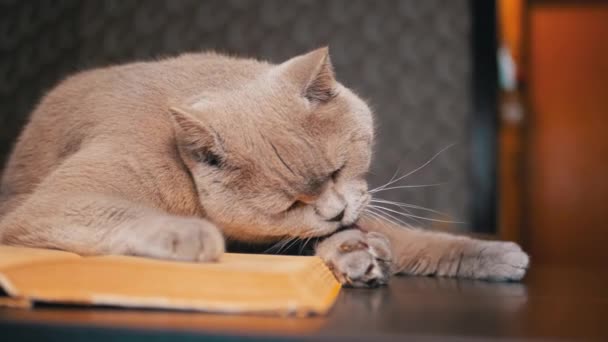 Vicino Gray Domestic Cat Sdraia Libro Aperto Sul Tavolo Lecca — Video Stock