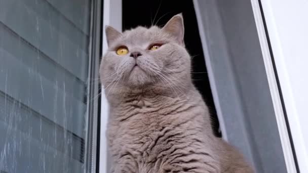 Close Gray Fluffy Cat Senta Peitoril Janela Perto Uma Janela — Vídeo de Stock