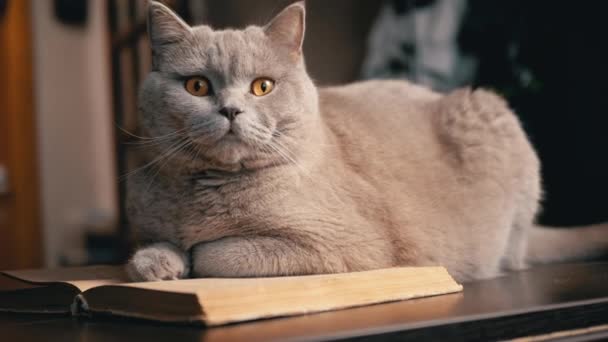Gato Doméstico Escocés Gris Sentado Una Mesa Con Libro Abierto — Vídeo de stock
