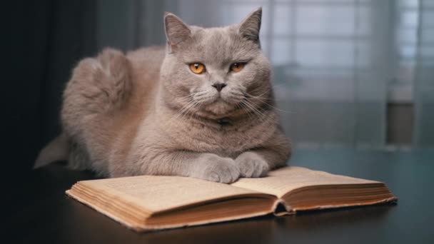 灰色のスコットランドの家庭用猫は 暗い部屋でオープンブックとテーブルの上に座っています クローズアップ 孤立した ポートレート 古い本の上に休んでいる緑色の目を持つスマートなふわふわの猫 読書する ブレイクされた背景 ペット — ストック動画