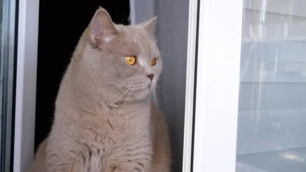 Close Gray Fluffy Cat Sits Windowsill Open Window Looking Away — Stok Video