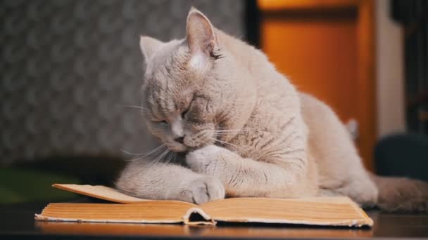 Vicino Gray Domestic Cat Sdraia Libro Aperto Sul Tavolo Lecca — Video Stock