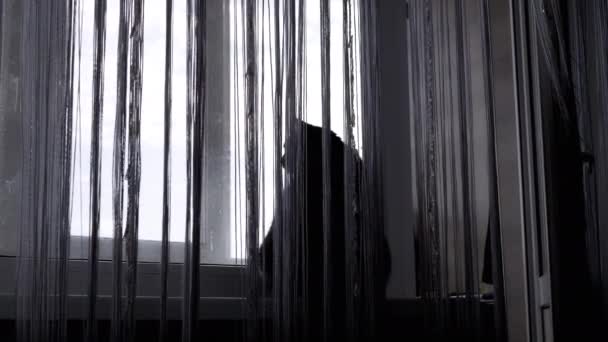 孤独的猫坐在窗台上的窗帘后面看窗外 后视镜通过 窗帘的线 疲惫的猫看着外面 早上好黑白背景 — 图库视频影像