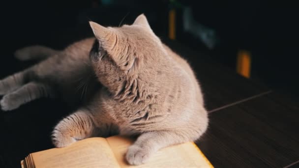 Gray Fluffy Cat Ligger Åpen Bok Bord Uskarp Bakgrunn Isolert – stockvideo