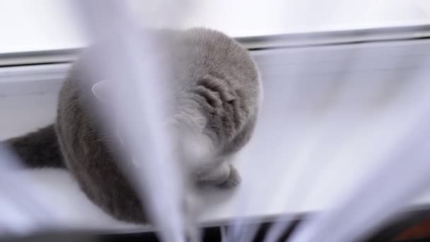 Gray British Cat Κάθεται Πίσω Από Μια Κουρτίνα Ένα Windowsill — Αρχείο Βίντεο