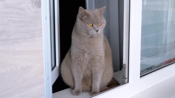 푹신한 고양이는 멀리보고 Windowsill에 실내에서요 발코니요 초상화 지루한 순수한 고양이의 — 비디오