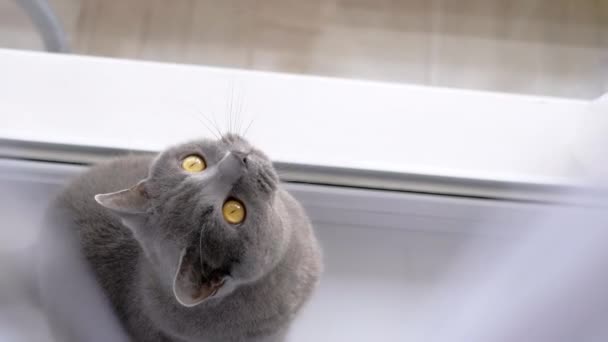 Gray British Cat Zit Achter Een Gordijn Een Vensterbank Buurt — Stockvideo