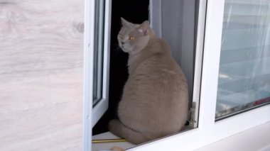 Yaklaş, Gri Kabarık Kedi Açık Pencere 'nin yanında, Pencere kenarında oturuyor, uzaklara bakıyor. Arkadan bak. İçeride. Balkon. Portre, yeşil gözlü, sıkılmış safkan bir kedinin yüzü. - Günaydın. Temiz hava. Yaşam biçimi.