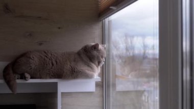 Pencerenin Dışında Bulutlu Hava 'ya Bakan Gri Ev Kedisi, Bir Rafta Yatıyor. Yan görüş. Gün ışığı. Sıkılmış tüylü kedi doğaya bakıyor. Balkon. Arka plan bulanık. Yansıma. Rüzgarlı sonbahar havası.