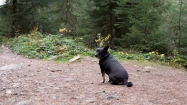 Ormanın Bulanık Arkaplanında Yakalı Kayıp Kara Köpek portresi. Dağlar. QR kodlu, telefon numaralı Ukrayna sarısı mavi yakalı. Terk edilmiş, üzgün, akıllı gözlü, sahibini bekleyen bir köpek..